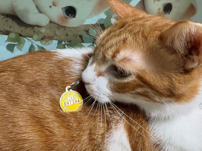 《圖說》分享毛寶貝與114年狂犬病頸牌合照即可抽新北幣500點。〈動保處提供〉