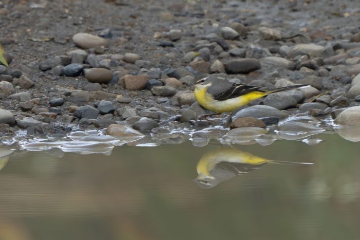 《圖說》磯鷸背上羽色深褐腹部白且腿灰黃，肩膀有一塊明顯的三角形白斑。〈高灘處提供〉