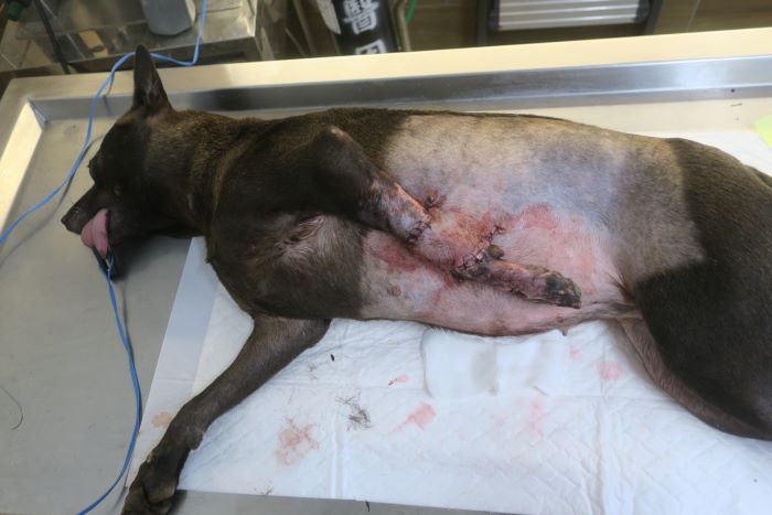 《圖說》由於腳腕處皮膚無法自然癒合，經評估後以犬隻腹部皮膚進行移植，並將左前腳與腹部縫合固定兩週，以利皮膚順利貼合。〈動保處提供〉