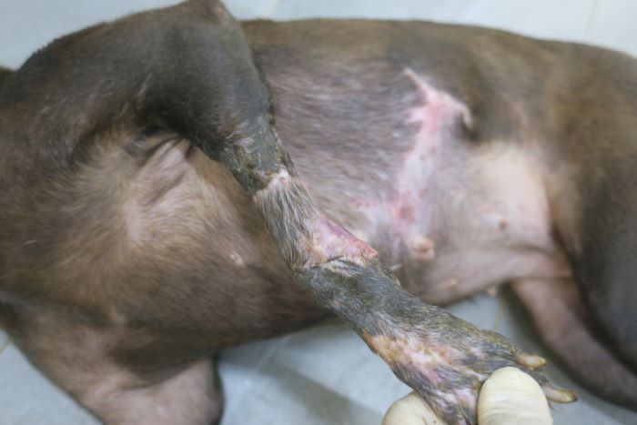 《圖說》兩週後再將腹部皮膚切下，縫合至腳部缺損處，經過細心照護與持續換藥至傷口癒合。〈動保處提供〉