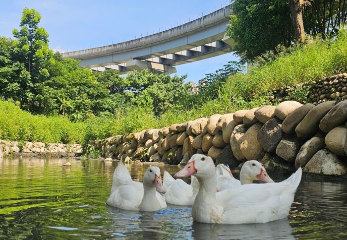 美術館水道喜見可愛鴨群  鶯歌礫間日供800噸淨化水首功