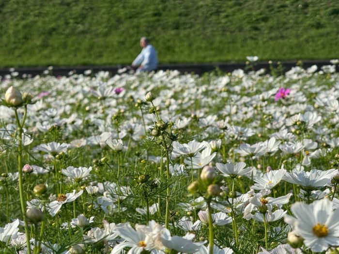 《圖說》安靜的城市角落，小白花靜靜開放。〈高灘處提供〉