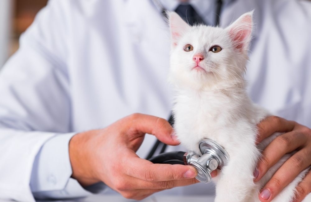 02%E6%98%9F%E5%AF%B5%E6%8E%A7%E8%82%A1%E6%94%9C%E6%89%8B%E8%8F%AF%E5%8D%97%E9%87%91%E6%8E%A7%E6%8E%A8%E5%87%BA%E5%AF%B5%E7%89%A9%E4%BF%A1%E8%A8%97