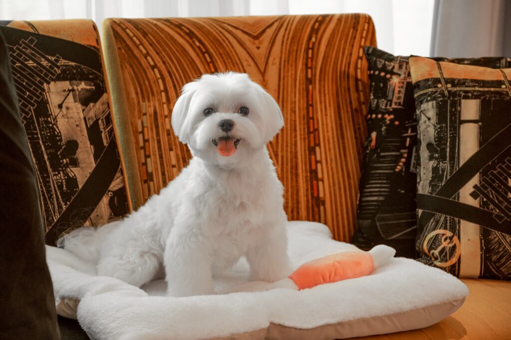 1.%E5%8F%B0%E4%B8%AD%E6%9D%8E%E6%96%B9%E8%89%BE%E7%BE%8E%E9%85%92%E5%BA%97%E5%AE%A3%E5%B8%83 2026 %E5%B9%B4%E8%B5%B7%E6%AD%A3%E5%BC%8F%E6%88%90%E7%82%BA%E5%AF%B5%E7%89%A9%E5%8F%8B%E5%96%84%E9%A3%AF%E5%BA%97%EF%BC%8C%E6%AF%9B%E5%AD%A9%E5%8F%AF%E8%88%87%E4%B8%BB%E4%BA%BA%E4%B8%80%E5%90%8C%E5%85%A5%E4%BD%8F%E4%BA%94%E6%98%9F%E7%B4%9A%E5%AE%A2