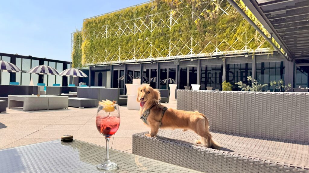 3.%E4%BD%8D%E6%96%BC 24 %E6%A8%93%E7%9A%84%E9%AB%98%E7%A9%BA%E9%85%92%E5%90%A7 PANO 24 %E5%90%8C%E6%AD%A5%E8%AA%BF%E6%95%B4%E7%82%BA%E5%AF%B5%E7%89%A9%E5%8F%8B%E5%96%84%E9%A4%90%E5%BB%B3%EF%BC%8C%E6%97%85%E5%AE%A2%E5%8F%AF%E6%94%9C%E5%B8%B6%E6%AF%9B%E5%AD%A9%E4%B8%80%E5%90%8C%E7%94%A8%E9%A4%90%EF%BC%8C%E5%9C%A8%E5%9F%8E