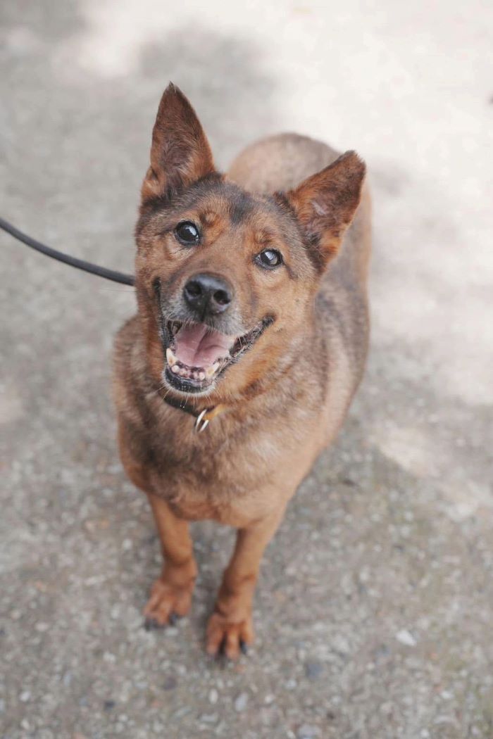 《圖說》拍攝狗狗主題照片。〈動保處提供〉