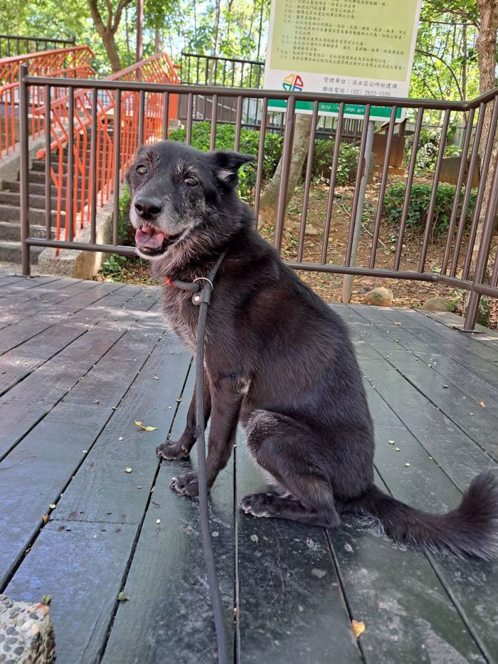 《圖說》大黑被成功認養，有了幸福下一站。〈動保處提供〉