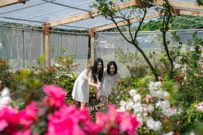 《圖說》最受矚目、全台唯一的「杜鵑美術館」將於今年花展期間展出新品種杜鵑，邀請民眾至萬里金山賞花---資料照片。〈農業局提供〉