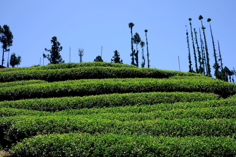 03%E5%8F%B0%E7%81%A3%E7%A6%8F%E5%A3%BD%E5%B1%B1%E6%A2%A8%E5%B1%B1%E7%83%8F%E9%BE%8D%E8%8C%B6%E4%BB%A5%E5%8F%8A%E6%A2%A8%E5%B1%B1%E7%83%8F%E9%BE%8D%E7%B4%85%E8%8C%B6%E5%B0%88%E8%B3%A3