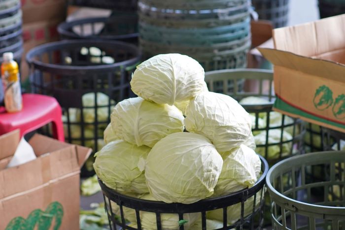 《圖說》國產高麗菜盛產，歡迎到市場購買高麗菜，享用美味健康的國產高麗菜，一起支持全國的農友。〈農業局提供〉