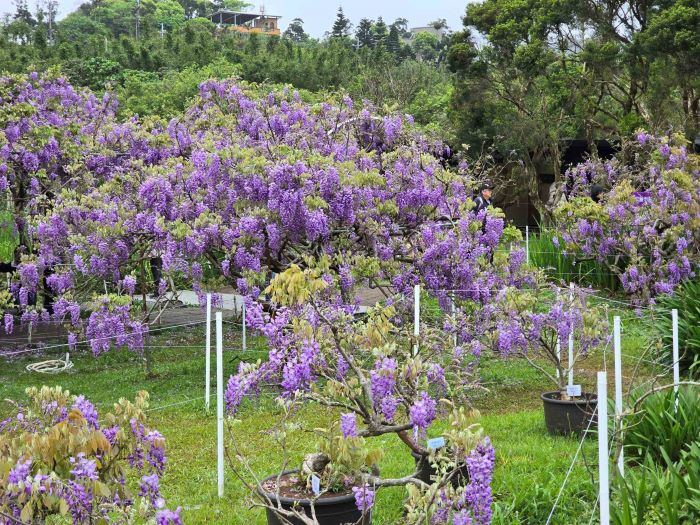 淡水紫藤花季登場  滬尾推食農體驗遊程