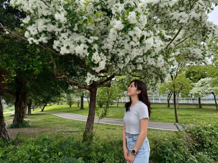 春日白色奇景  新店陽光運動園區流蘇花盛開猶如「四月雪」
