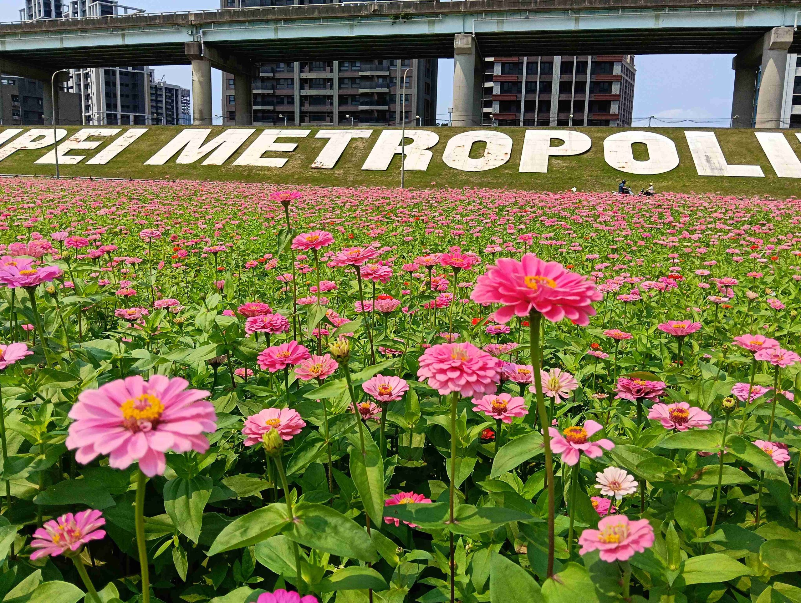 大都會公園降「春雪」  新北河濱白花三葉草夢幻登場