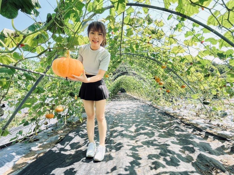 屯山阿嬤打造秘境   全台最長南瓜隧道吸睛登場