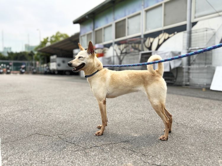 情緒失控持刀傷狗  飼主列黑名單終身禁認養  最重處2年徒刑