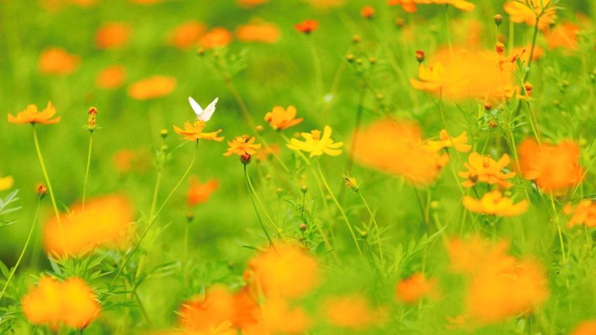 濱蝶戀季漫舞花間倒數6天   白晝賞遊體驗兩樣情
